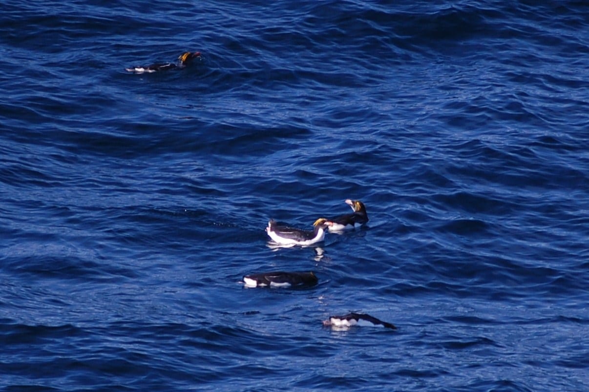 Tučňák zlatovlasý — fotografie z Wikimedia Commons