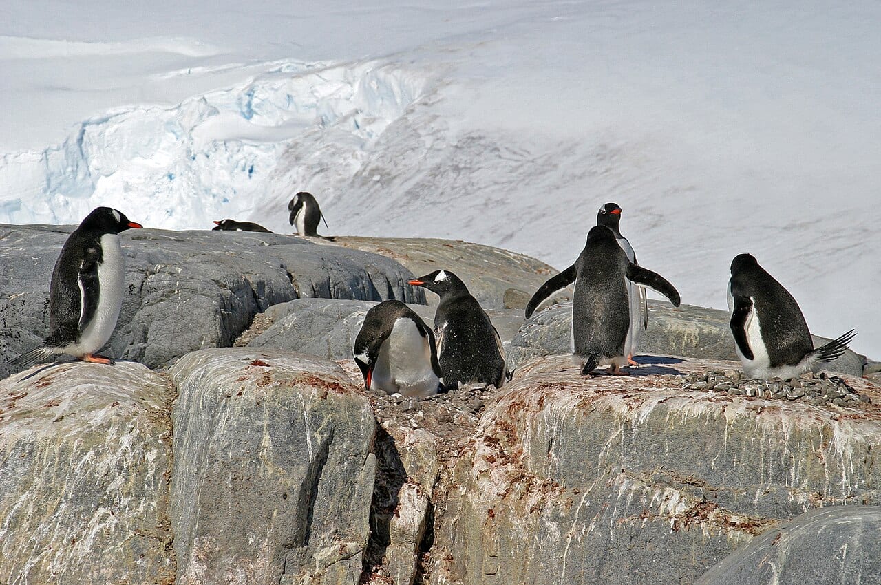 Tučňák oslí — fotografie z Wikimedia Commons