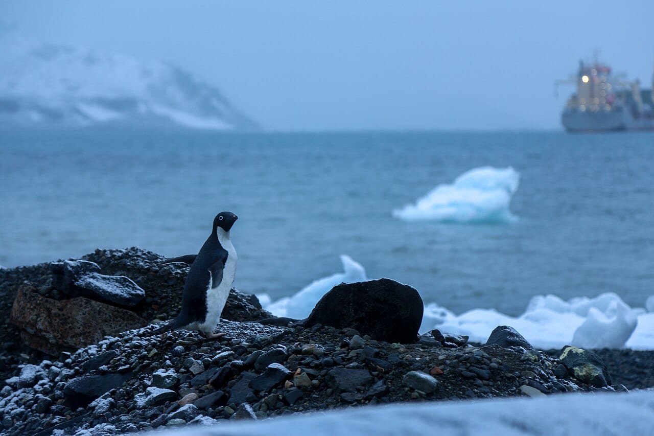 Tučňák kroužkový — fotografie z Wikimedia Commons