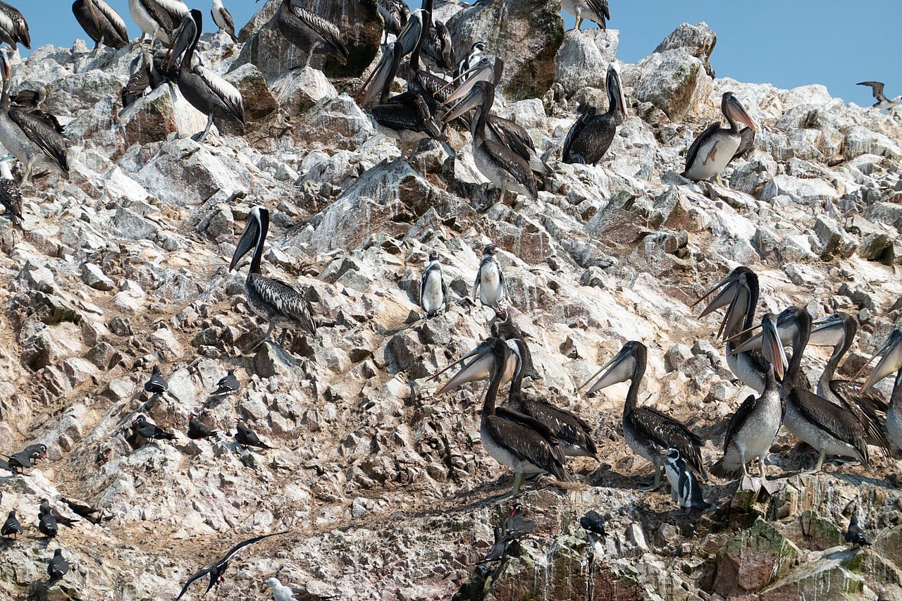 Tučňák Humboldtův — fotografie z Wikimedia Commons