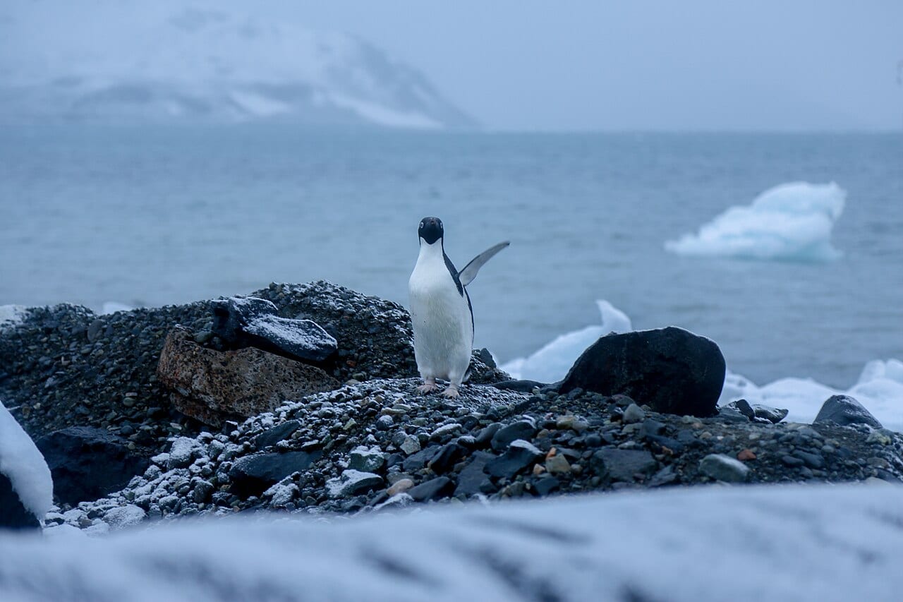 Tučňák kroužkový — fotografie z Wikimedia Commons