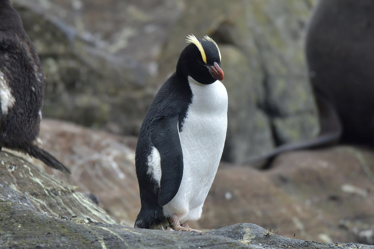 Tučňák Sclaterův — fotografie z Wikimedia Commons