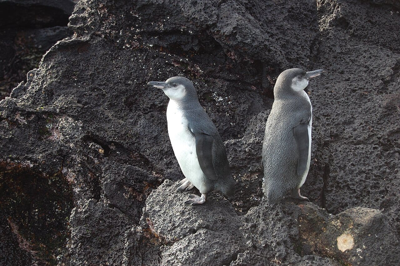 Tučňák galapážský - fotografie z Wikimedia Commons