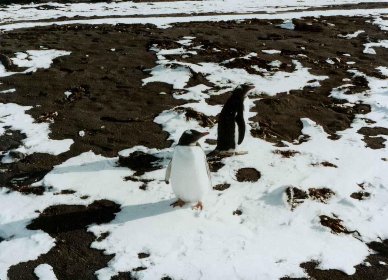 Tučňák oslí — fotografie z Wikimedia Commons