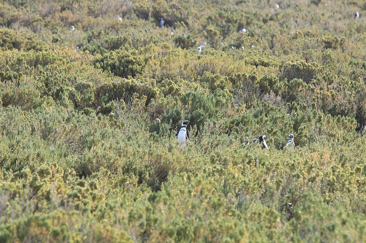 Tučňák magellanský — fotografie z Wikimedia Commons