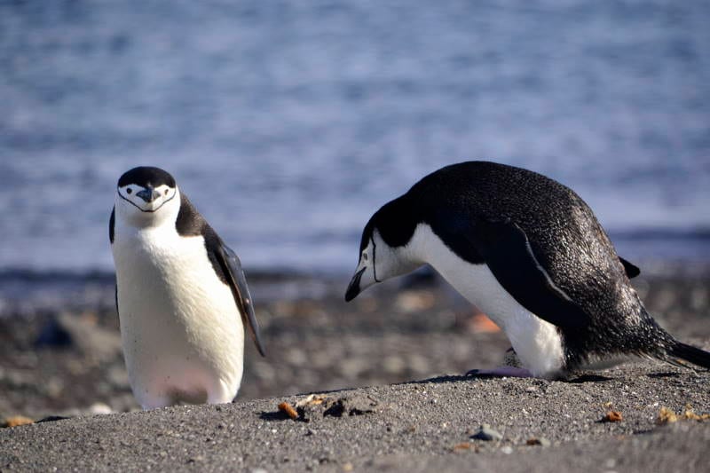 Tučňák uzdičkový — fotografie z Wikimedia Commons