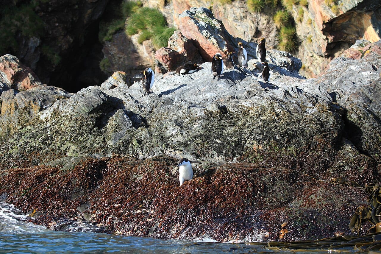 Tučňák zlatovlasý — fotografie z Wikimedia Commons