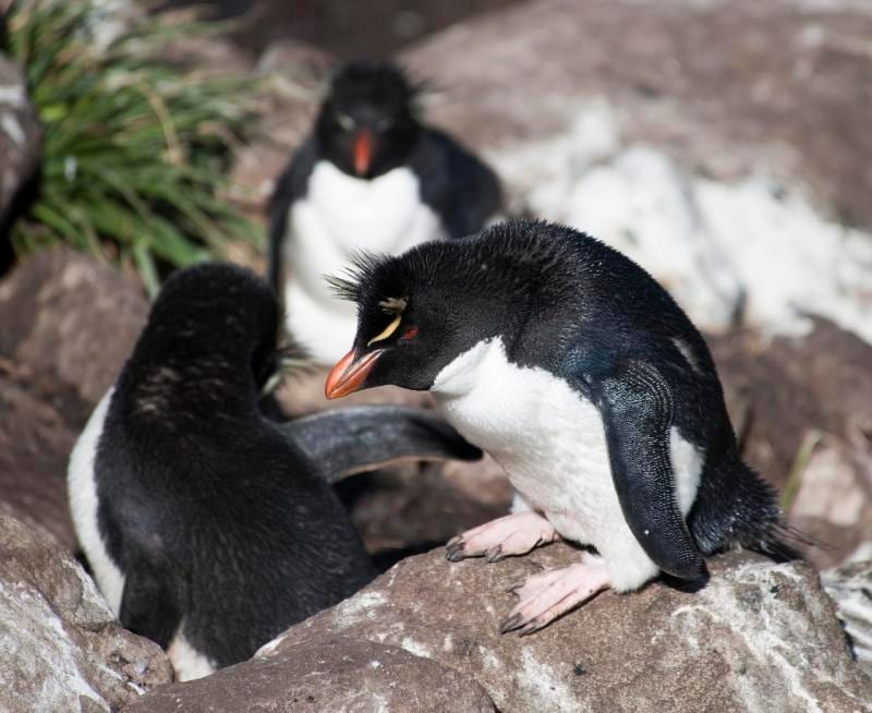 Tučňák skalní jižní — fotografie z Wikimedia Commons