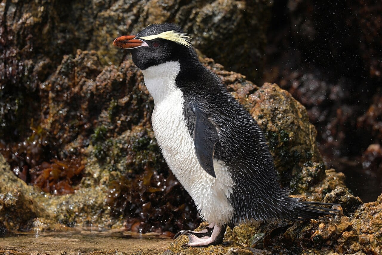 Tučňák snareský — fotografie z Wikimedia Commons