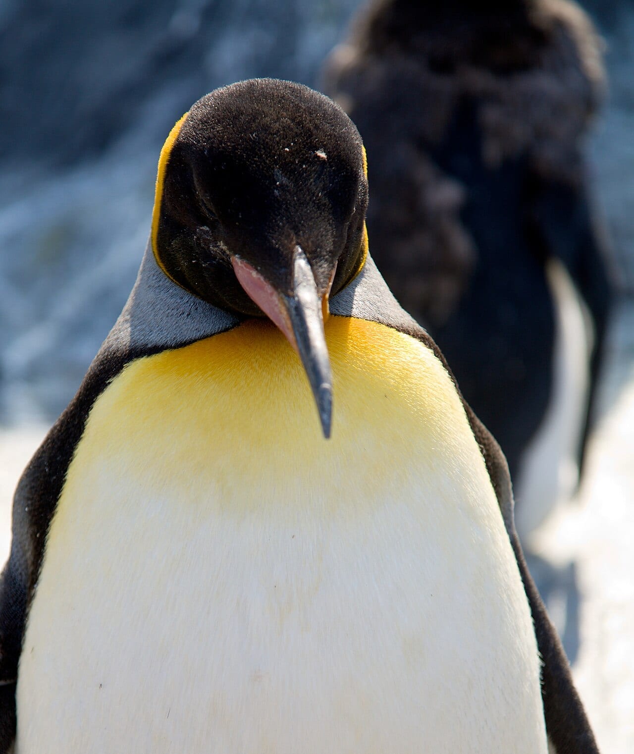 Tučňák patagonský — fotografie z Wikimedia Commons