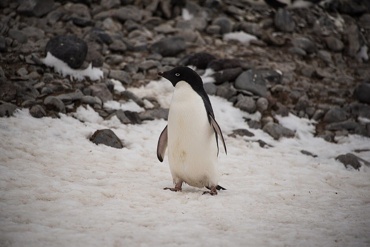 Tučňák kroužkový — fotografie z Wikimedia Commons
