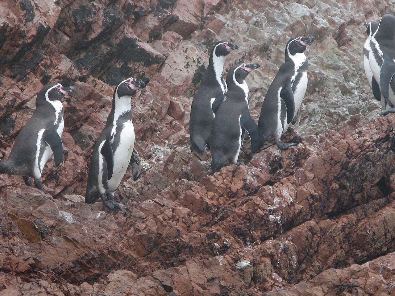 Tučňák Humboldtův — fotografie z Wikimedia Commons