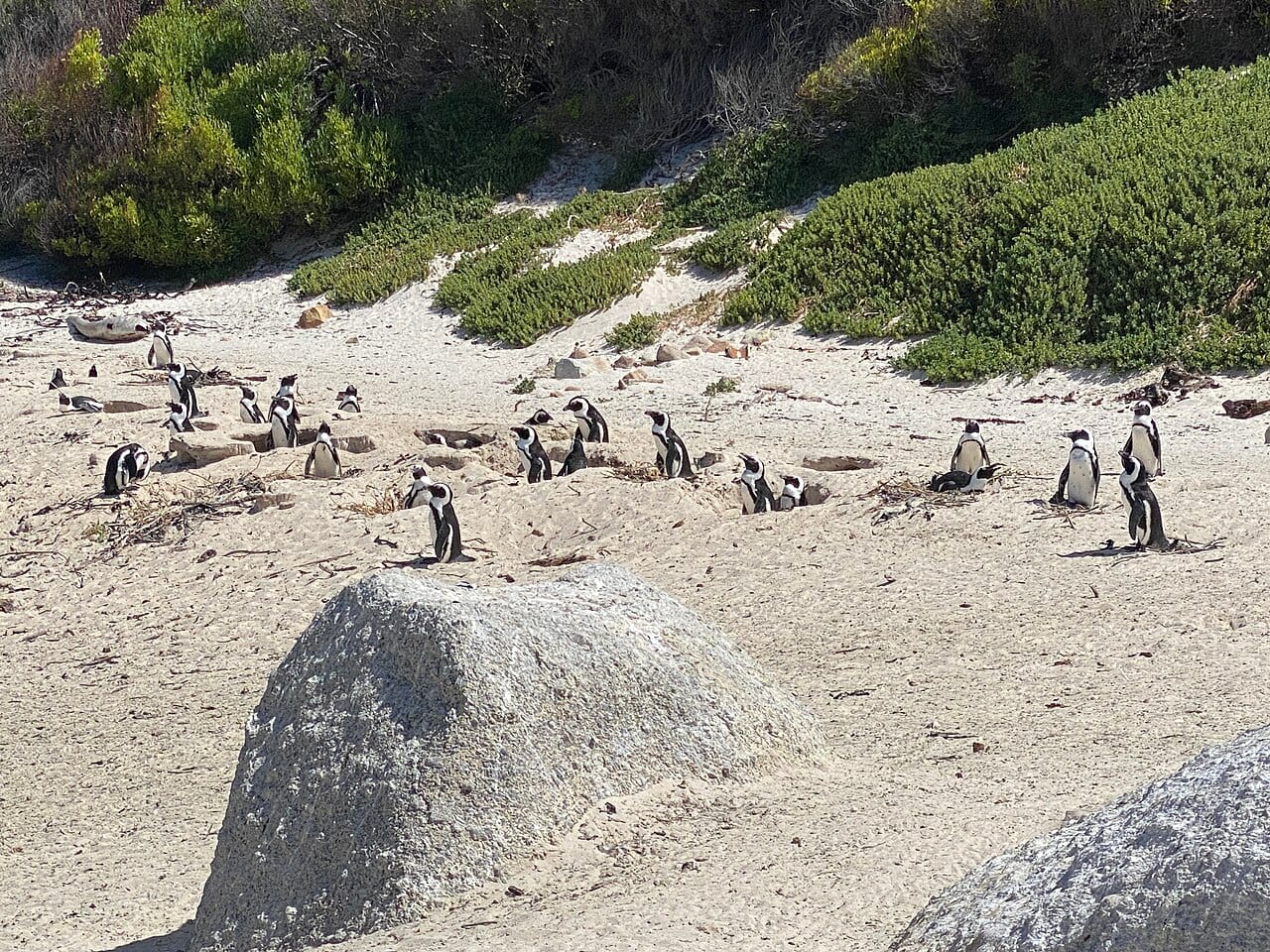 Tučňák brýlový — fotografie z Wikimedia Commons