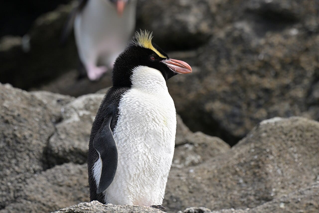 Tučňák snareský — fotografie z Wikimedia Commons