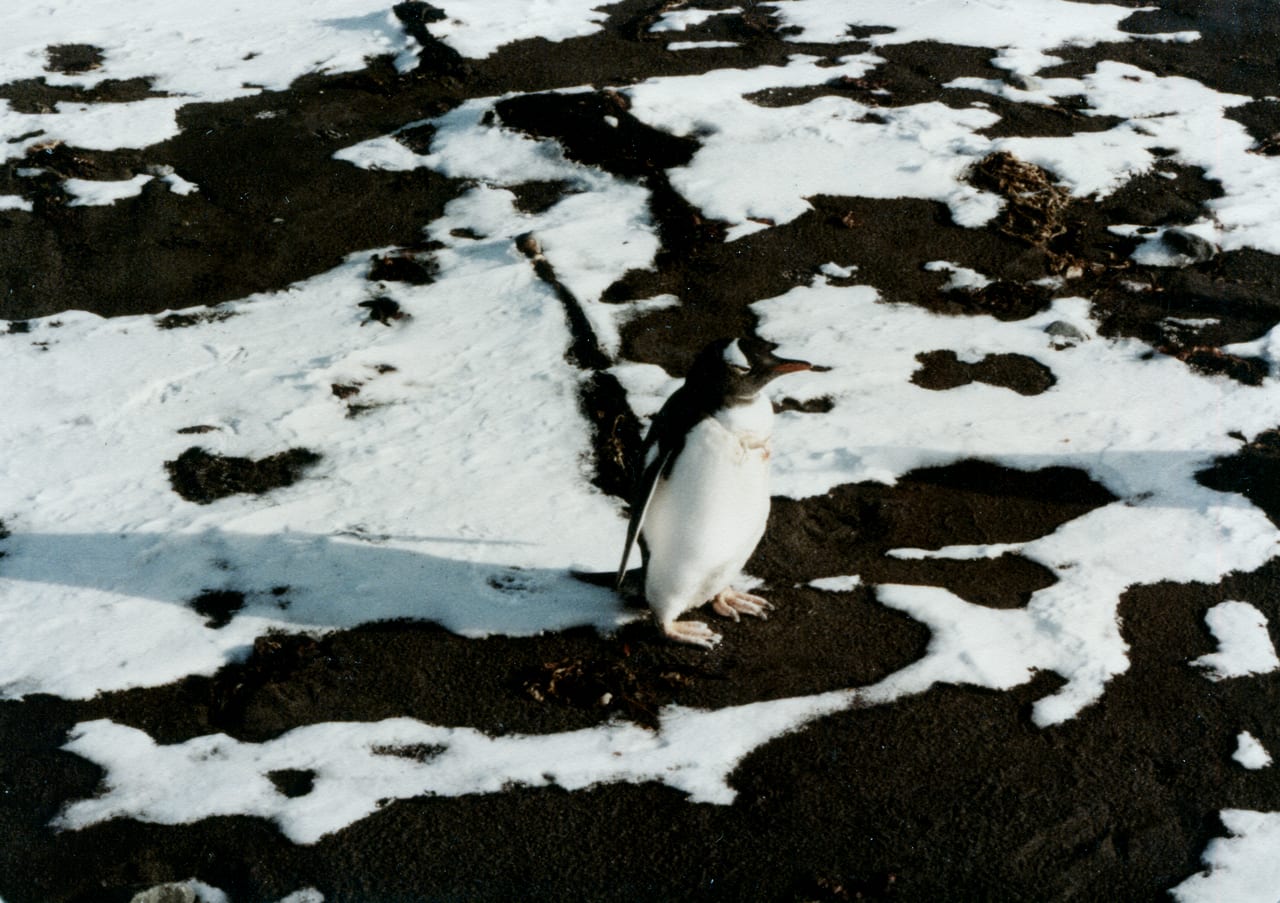 Tučňák oslí — fotografie z Wikimedia Commons