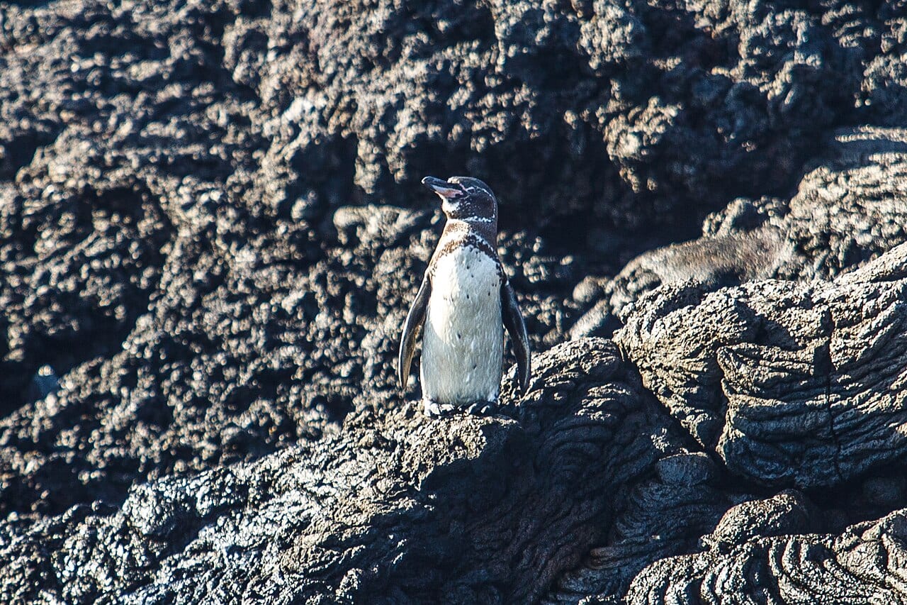 Tučňák galapážský — fotografie z Wikimedia Commons