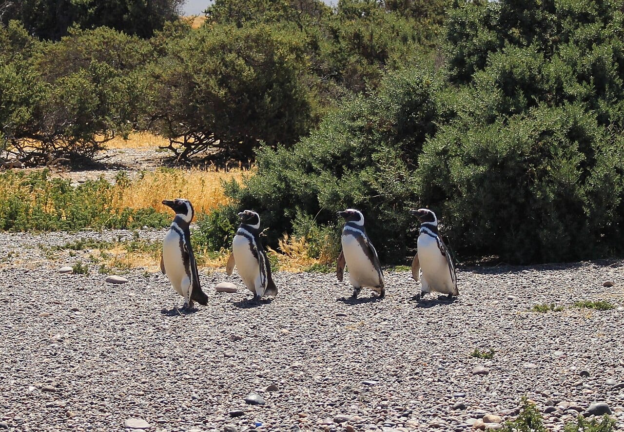 Tučňák magellanský — fotografie z Wikimedia Commons