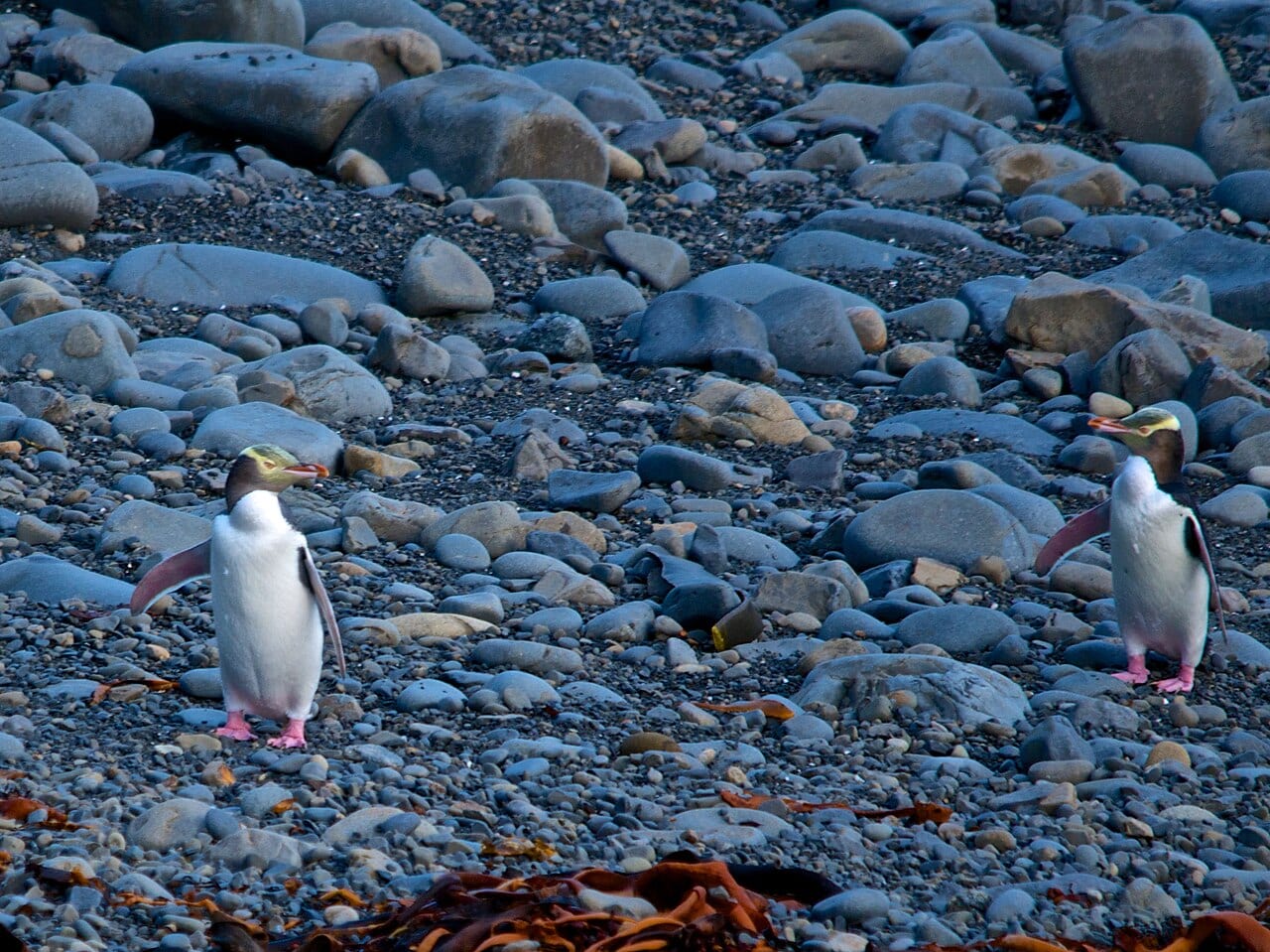 Tučňák žlutooký — fotografie z Wikimedia Commons