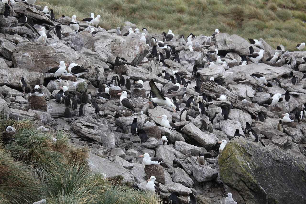 Tučňák skalní jižní — fotografie z Wikimedia Commons
