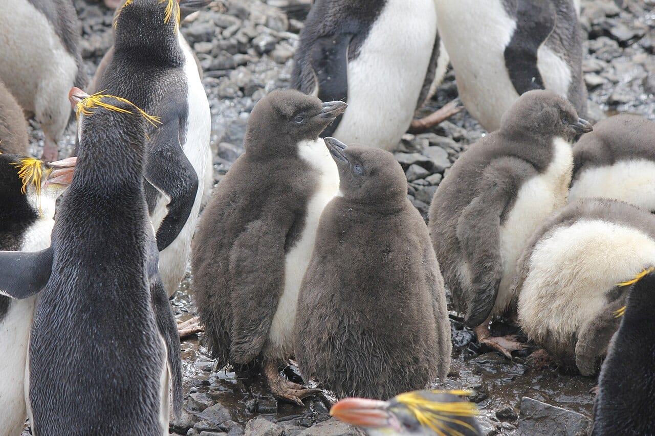 Tučňák královský — fotografie z Wikimedia Commons