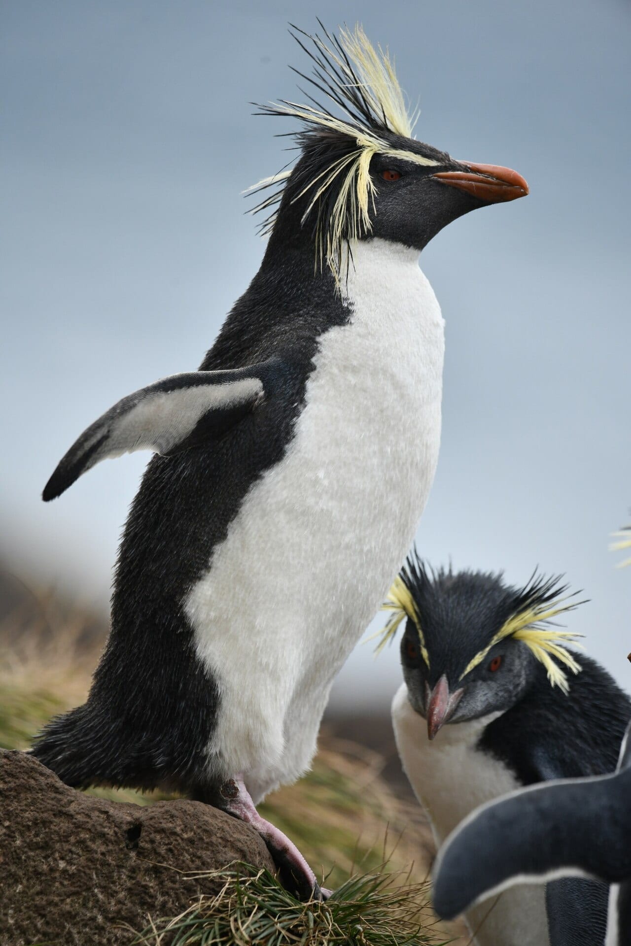 Tučňák skalní severní — fotografie z Wikimedia Commons