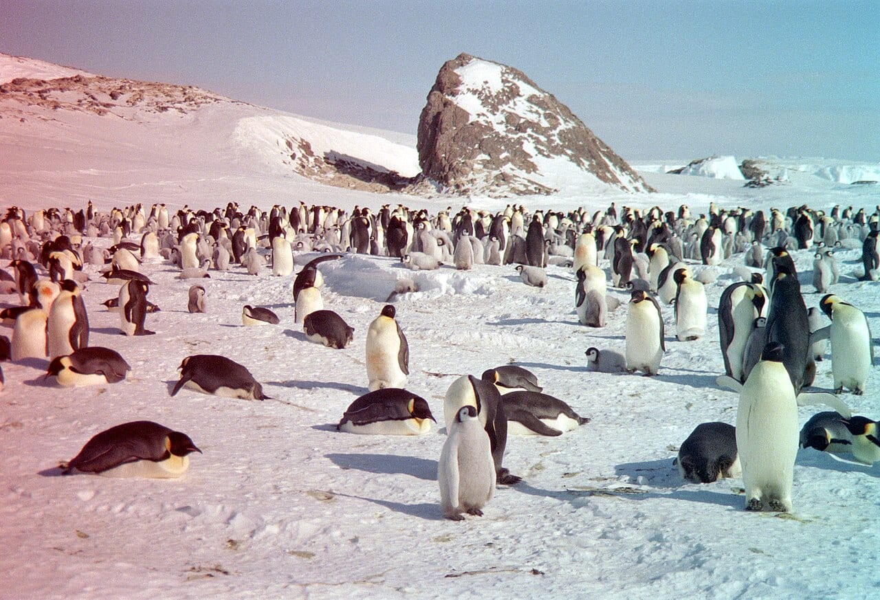 Tučňák císařský — fotografie z Wikimedia Commons