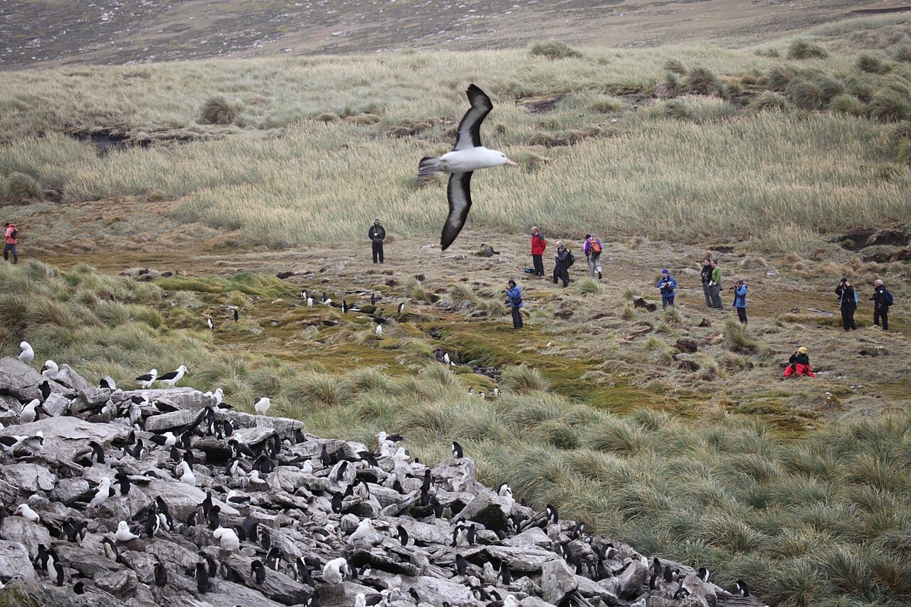 Tučňák skalní jižní — fotografie z Wikimedia Commons