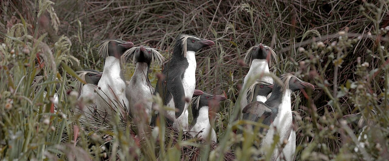 Tučňák skalní severní — fotografie z Wikimedia Commons