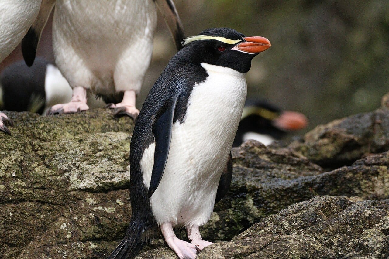 Tučňák snareský — fotografie z Wikimedia Commons