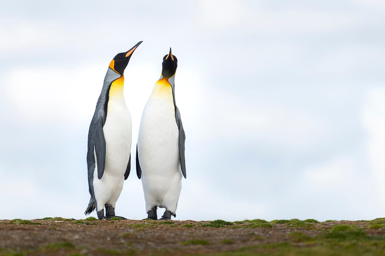 Tučňák patagonský — fotografie z Wikimedia Commons