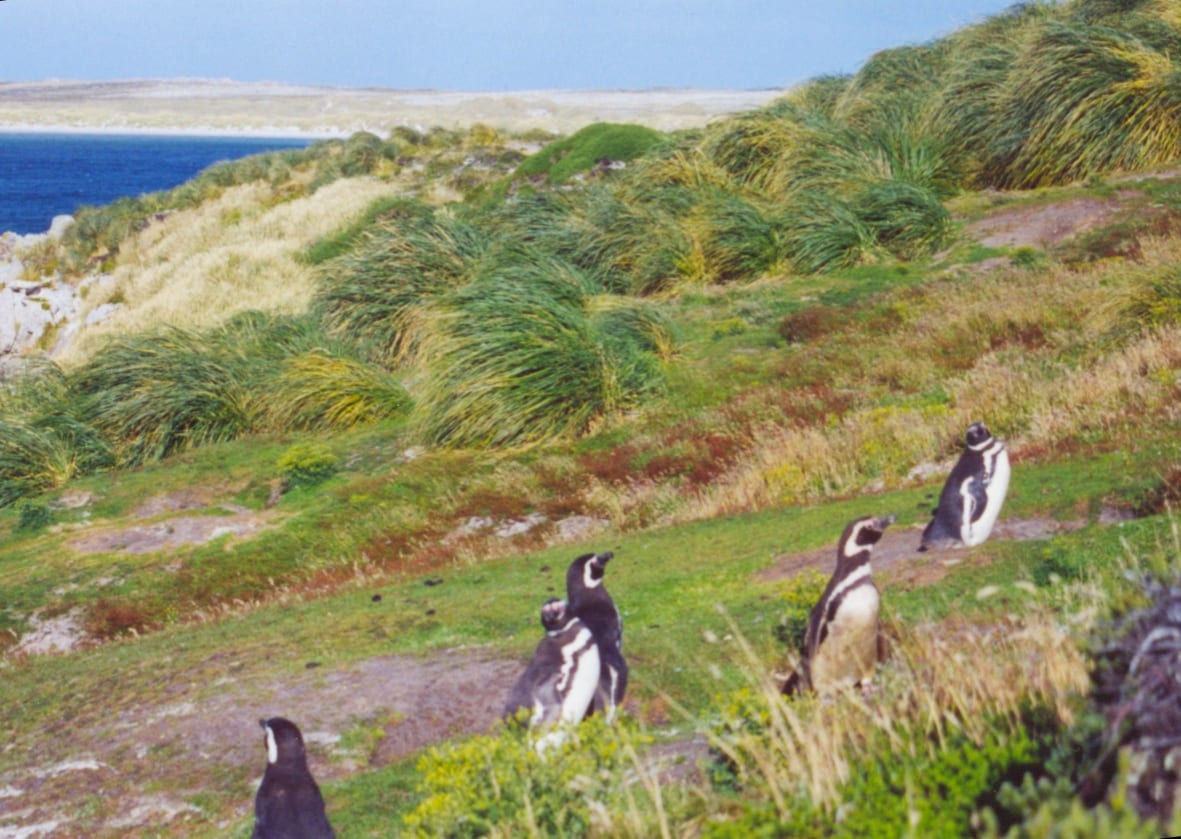 Tučňák magellanský — fotografie z Wikimedia Commons