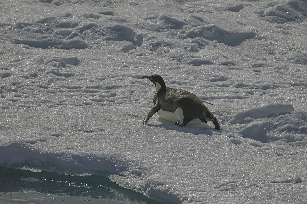 Tučňák císařský — fotografie z Wikimedia Commons