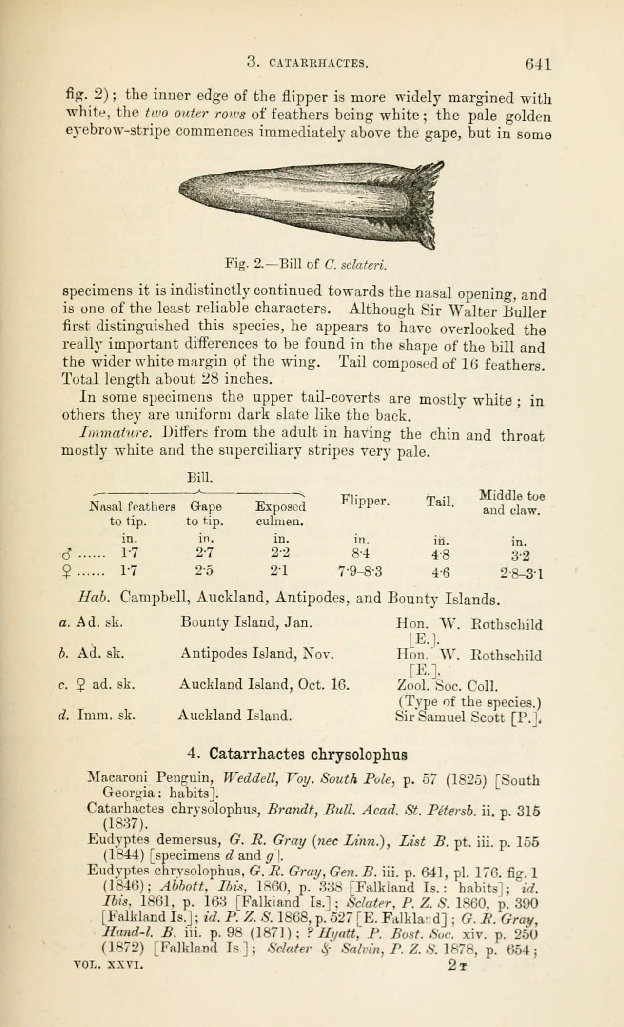 Tučňák Sclaterův — fotografie z Wikimedia Commons