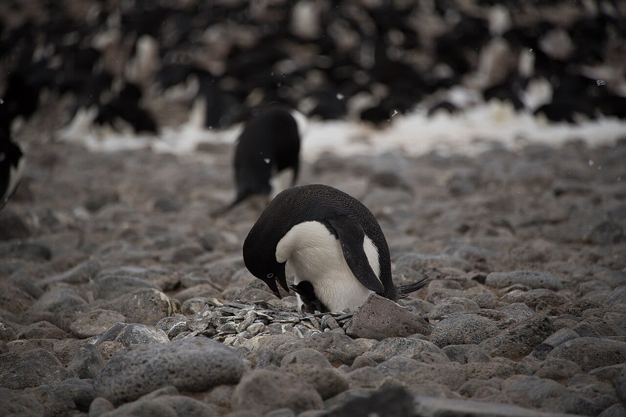 Tučňák kroužkový — fotografie z Wikimedia Commons