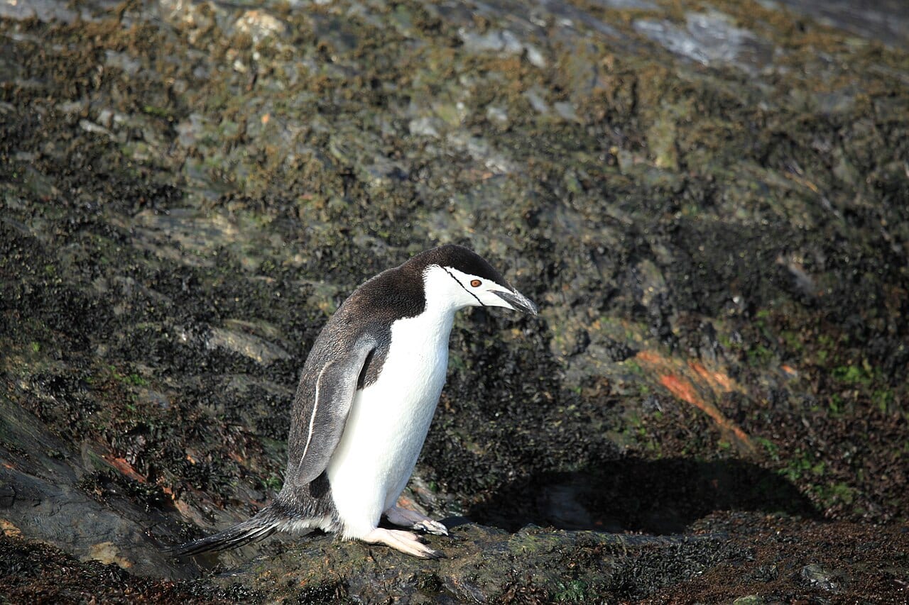 Tučňák uzdičkový — fotografie z Wikimedia Commons