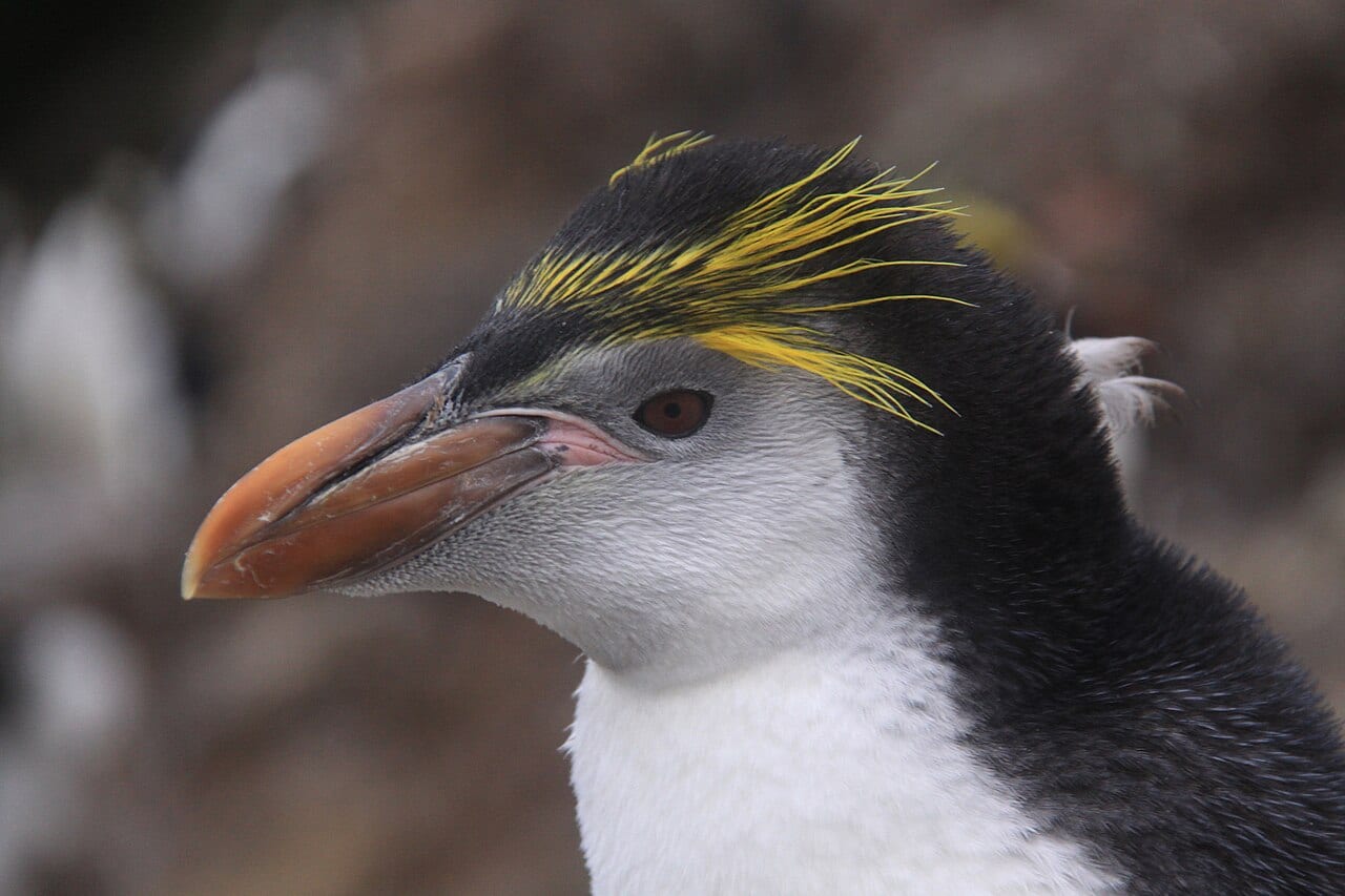 Tučňák královský — fotografie z Wikimedia Commons