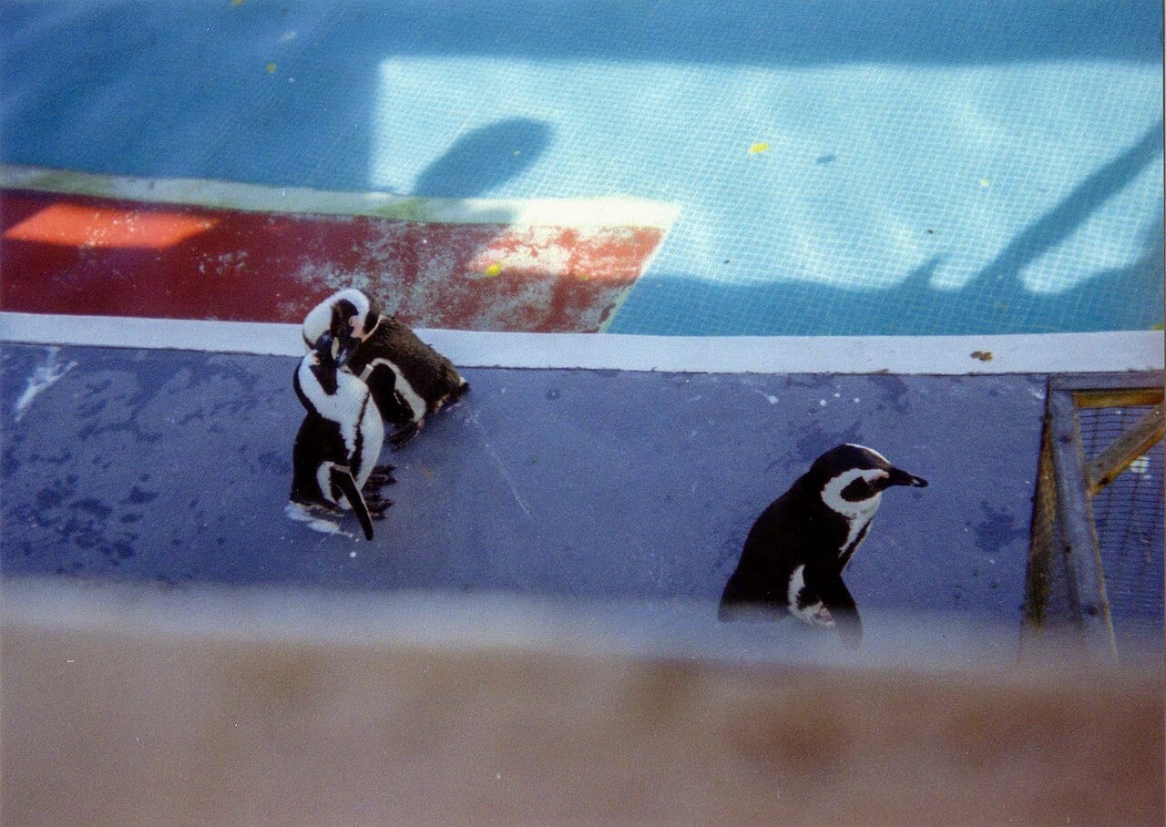 Tučňák brýlový — fotografie z Wikimedia Commons