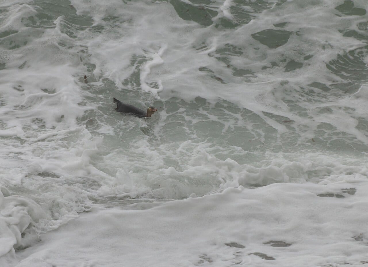 Tučňák žlutooký — fotografie z Wikimedia Commons