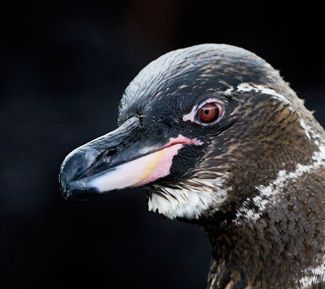 Tučňák galapážský - fotografie z Wikimedia Commons