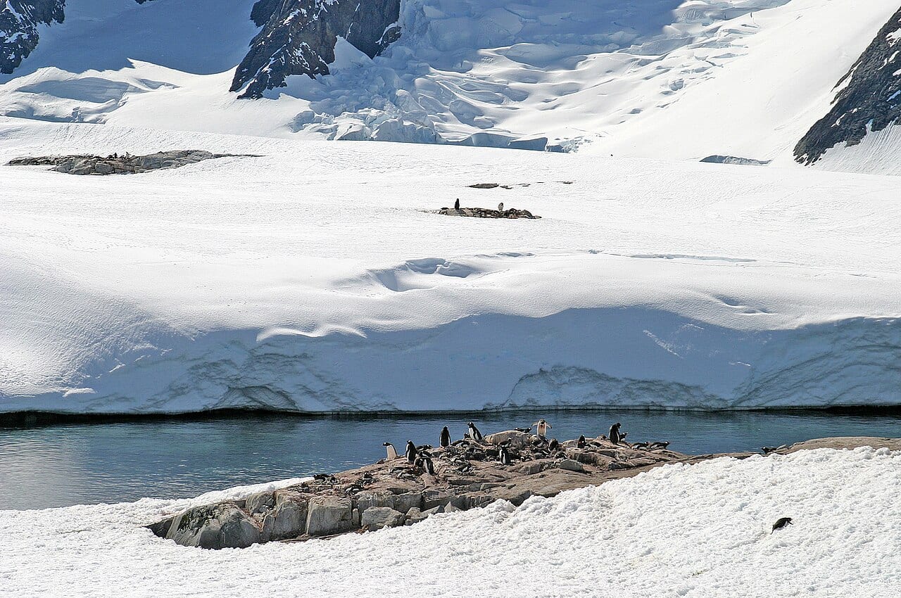 Tučňák oslí — fotografie z Wikimedia Commons