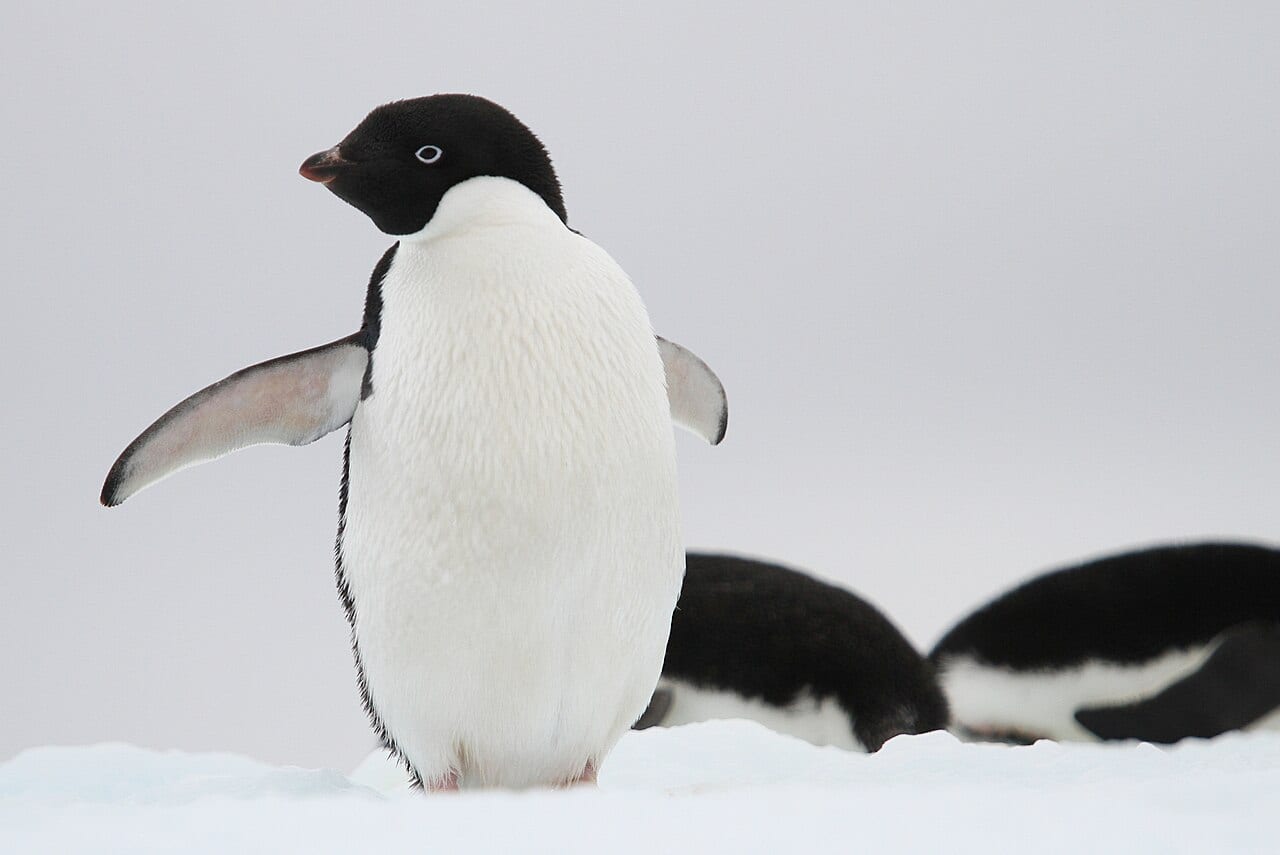 Tučňák kroužkový — fotografie z Wikimedia Commons