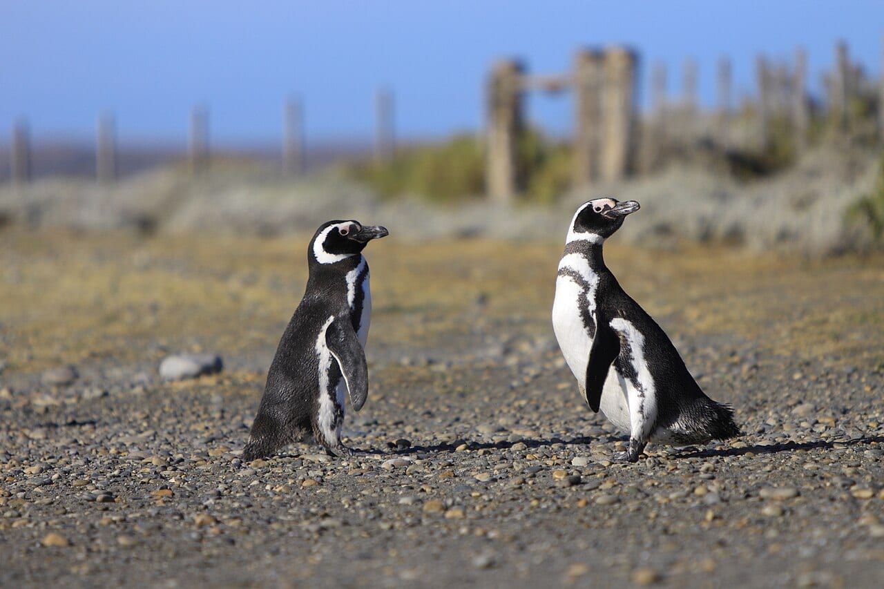 Tučňák magellanský — fotografie z Wikimedia Commons