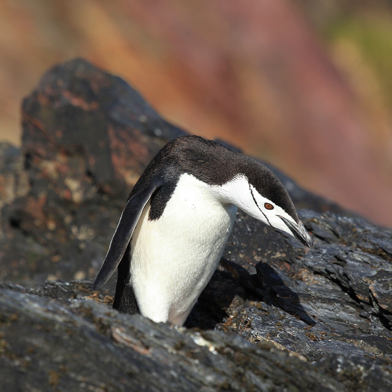 Tučňák uzdičkový — fotografie z Wikimedia Commons