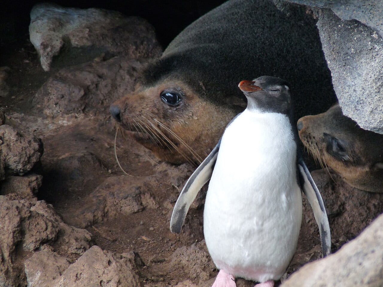 Tučňák skalní severní — fotografie z Wikimedia Commons