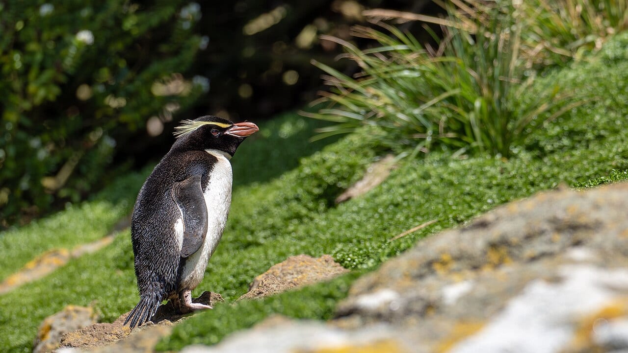 Tučňák snareský — fotografie z Wikimedia Commons