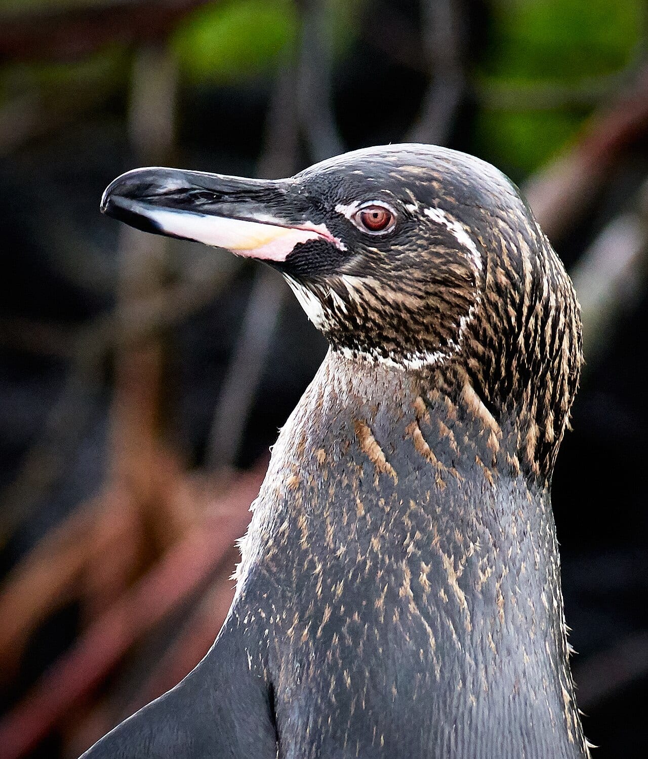 Tučňák galapážský — fotografie z Wikimedia Commons