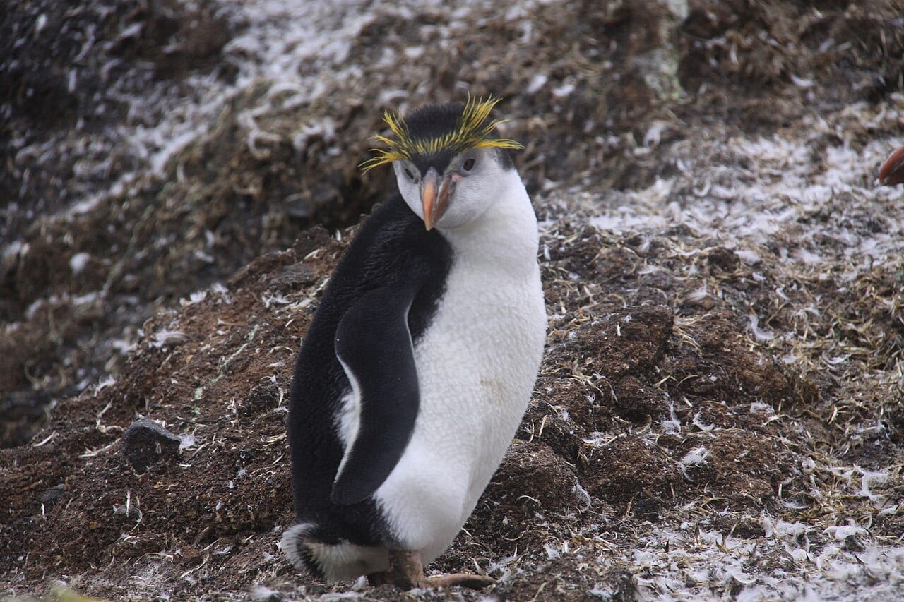 Tučňák královský — fotografie z Wikimedia Commons