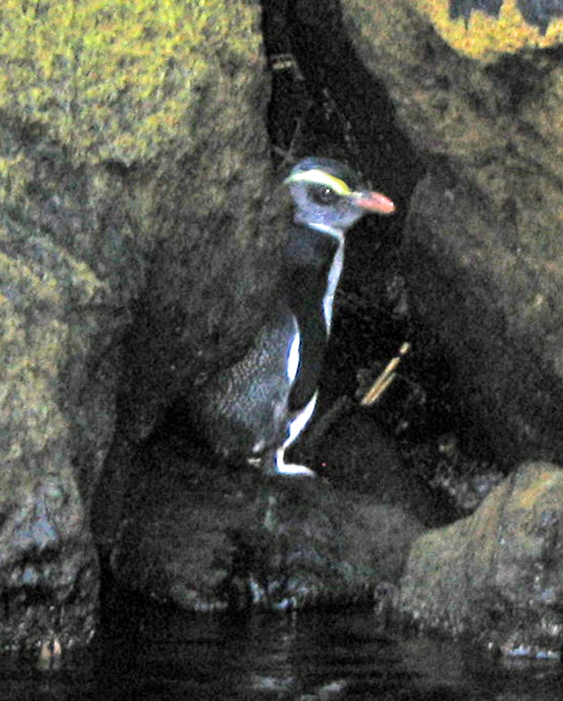 Tučňák novozélandský — fotografie z Wikimedia Commons