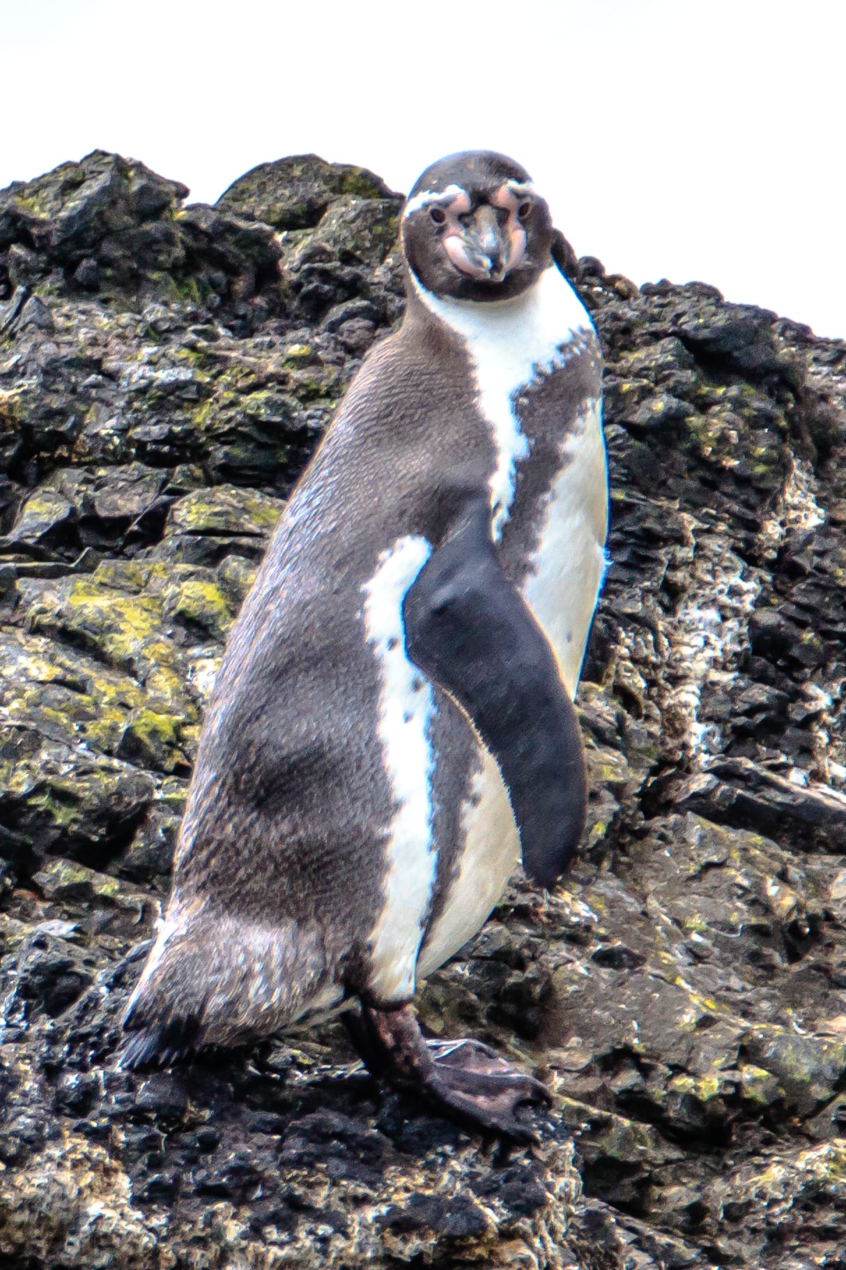 Tučňák Humboldtův — fotografie z Wikimedia Commons