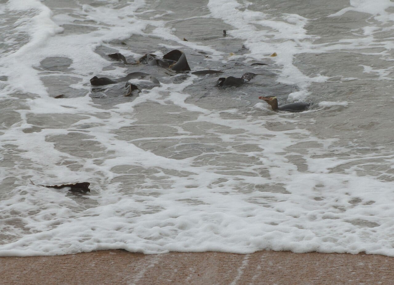 Tučňák žlutooký — fotografie z Wikimedia Commons